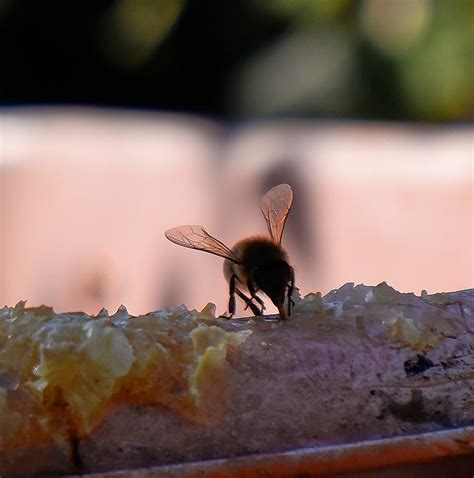 Ovingdean Honey and Jam