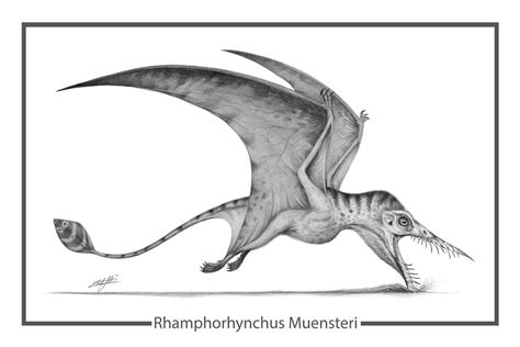 Rhamphorhynchus