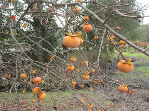 Winter Fruits: 8 Delicious Garden Additions For The Cold Months ...