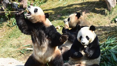 China to build massive $1.5 billion panda conservation area