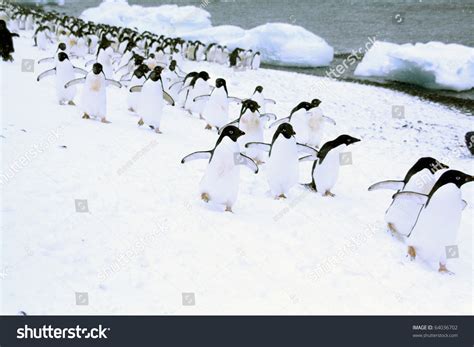 March Penguins Adelie Penguins Moving Down Stock Photo 64036702 | Shutterstock