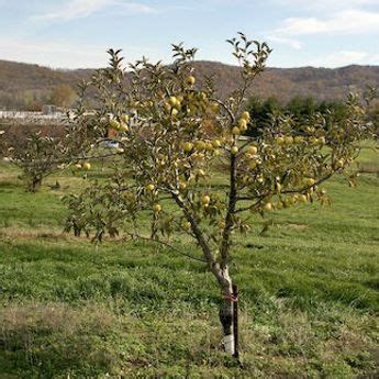 Dwarf Apple Trees For Sale - Dwarf Apple Trees from Stark Bro's