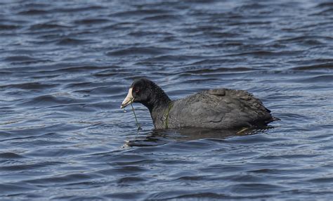 American Coots Feeding - 2 | I watched a dozen American Coot… | Flickr