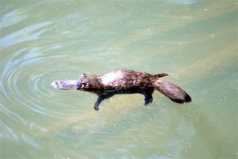 Love this photo! A platypus coming up for air, up in the mountains inland from Mackay # ...