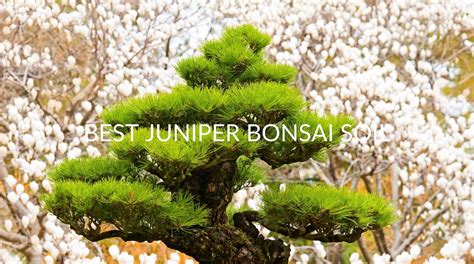 Best Juniper Bonsai Soil (& What To Look For) - Soak And Soil