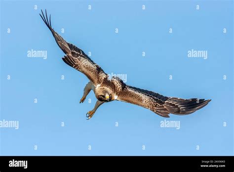 Booted Eagle, Aquila pennata, flying Stock Photo - Alamy