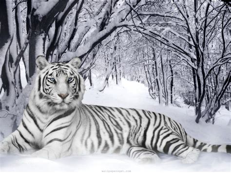 Winter Animal Wallpapers - 4k, HD Winter Animal Backgrounds on WallpaperBat