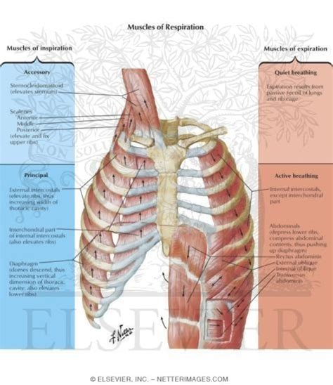 Muscles of Inspiration - Muscles of Expiration Muscles of Respiration Respiratory Muscles