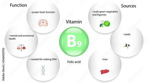 Vitamin B9 vector design. Vitamin B9 function and sources. Folic acid Stock Vector | Adobe Stock