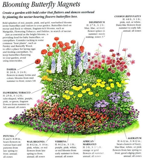 Monarch Butterfly Garden Design Plans