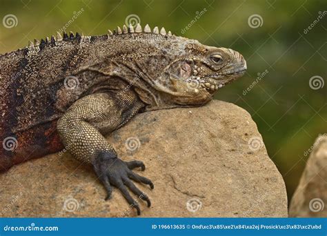 Rock Iguana In Its Natural Habitat Royalty-Free Stock Photography | CartoonDealer.com #60120629