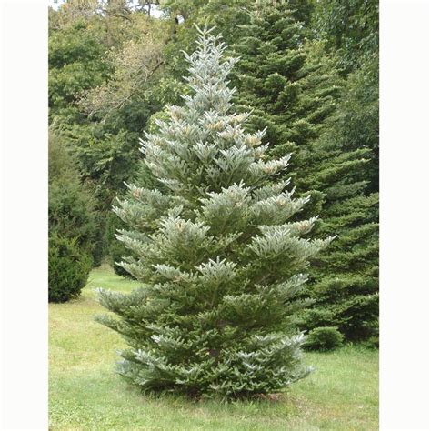 dwarf evergreen tree - Google Search | Abies koreana, Small trees for ...