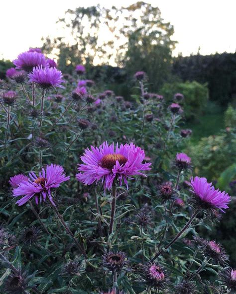 Aster flower meaning • Discover the true meanings of this beautiful flower