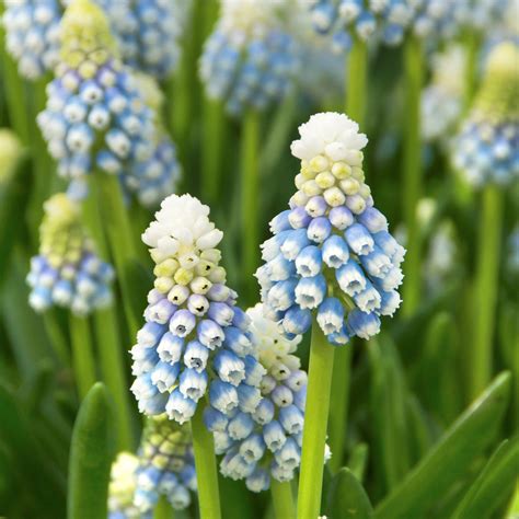 Striking Two-Toned Grape Hyacinth Bulbs for Sale | Mt. Lady – Easy To Grow Bulbs