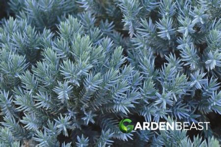 Blue Star Juniper Guide: How to Grow & Care for “Juniperus Squamata ...