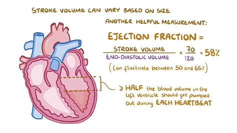 Stroke volume, ejection fraction, and cardiac output | Osmosis