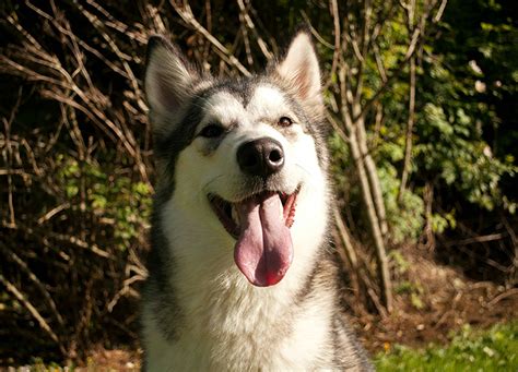 15 Smiling Dog Breeds - PureWow