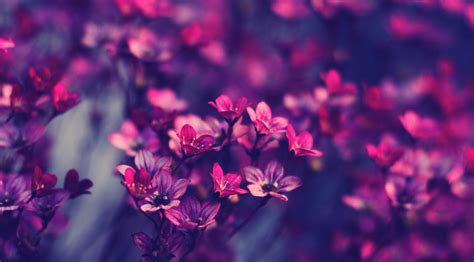 4k Purple Flowers Wallpapers - Wallpaper Cave