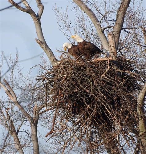 Terrierman's Daily Dose: Nesting Bald Eagles, Arlington, Virginia