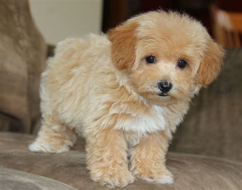 Full Grown Teacup Maltipoo | For the Love of Animals | Pinterest ... | Maltipoo puppy, Cute dogs ...