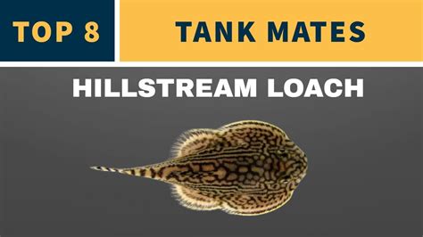 HILLSTREAM LOACH TANK MATES - YouTube