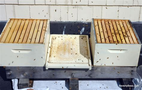 First Spring Hive Inspection Of An Overwintered Colony – March 12, 2012 – Beverly Bees