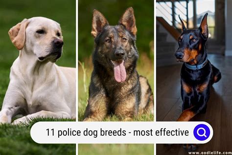 11 Police Dog Breeds (with Photos) - Most Effective - Oodle Life