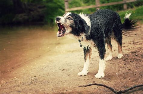 Complaining About A Barking Dog Just Got Easier In Fort Collins