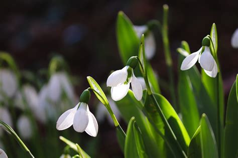 Snowdrops White Flowers Spring - Free photo on Pixabay - Pixabay