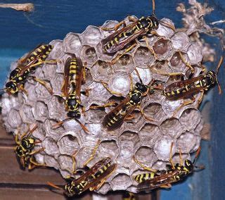 Officials Warn of Wasp 'Super Nests' in Alabama | RealClearScience