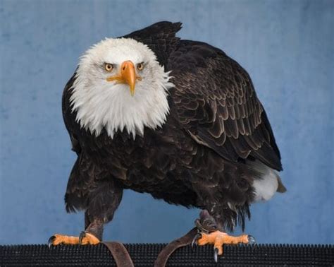 160+ Best Eagle Names - Good Ways To Name Your Eagle - PetPress