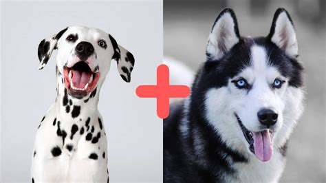 Dalmatian Husky Mix (AKA The Dalusky): Full Breed Guide