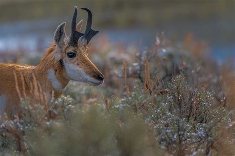 What’s the Difference Between a Pronghorn and an Antelope?