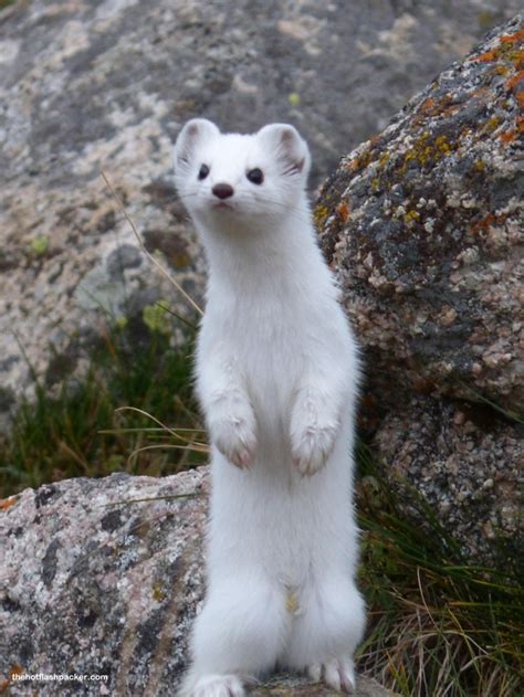 Stoat in its winter Coat Kyrgyzstan - Photorator