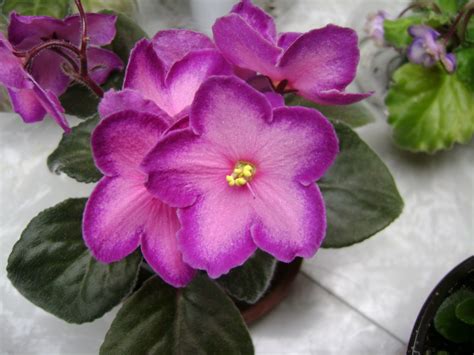 Houseplant Guru: African Violets