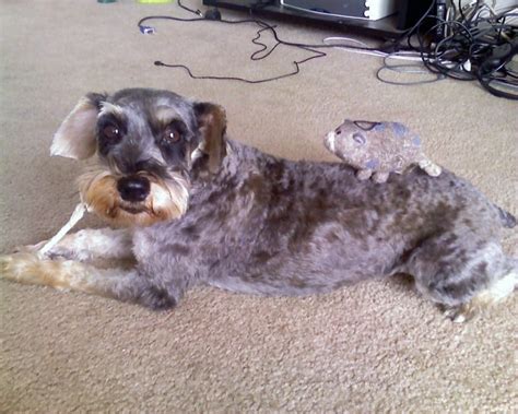 Schnoodle Haircuts: Grooming Tips and Hairstyle Pictures | Schnoodle, Puppy grooming, Dog haircuts