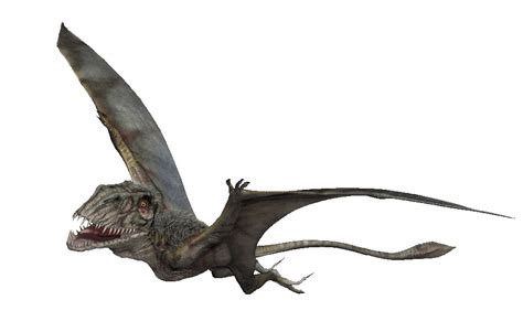 Dimorphodon Facts, Habitat, Diet, Fossils, Pictures