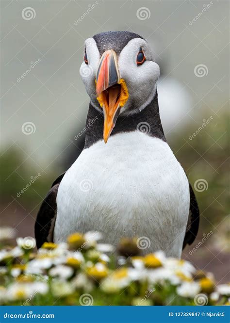 Close Up of Single Puffin with Beak Open Stock Image - Image of beak ...