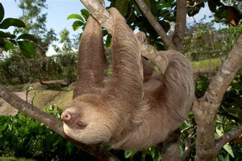 Two-Toed Sloth - Animal Facts and Information