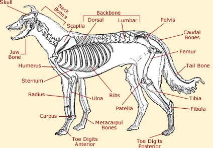 Dog Anatomy - Anatomy Of A Dog Facts & Information