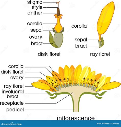 Struktur Der Blume Der Sonnenblume Im Querschnitt Struktur Von Zygomorphic Und Aktinomorphischen ...