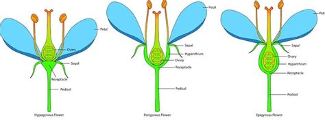 8 Difference Between Hypogenous, Perigynous And Epigynous Flower - AMERICAN GARDENER