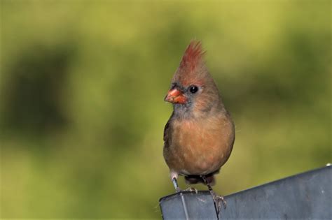 Female Northern Cardinal Close-up Free Stock Photo - Public Domain Pictures