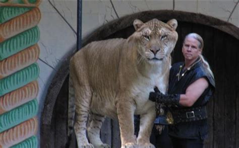 How Much Does Hercules The Liger Weight