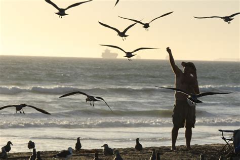 Free Images : beach, sea, coast, ocean, cloud, wave, pelican, seabird ...