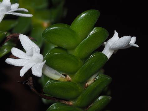 Angraecum distichum Lindl. | Plants of the World Online | Kew Science