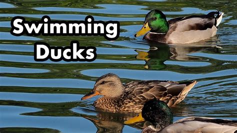 Calm Wild Ducks Swimming In The Pond - Green and Brown Ducks - YouTube