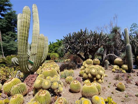 The Huntington Botanical Gardens : Nature Show Time – DayDream Under the Stars