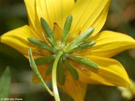 Bidens trichosperma (Crowned Beggarticks): Minnesota Wildflowers