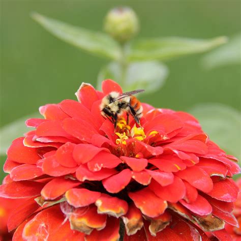 A pollinating bee : r/insects